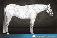 Horse Color:Smoky Blue Roan Appaloosa 