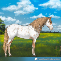 Horse Color:Chestnut Frame Appaloosa 