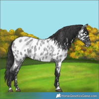 Horse Color:Blue Roan Near Leopard 