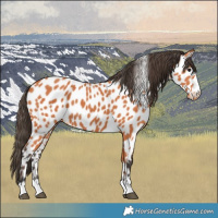 Horse Color:Bay Leopard 