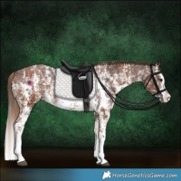 Horse Color:Liver Chestnut Sabino Splash Appaloosa  and Chestnut Sabino Splash Appaloosa 