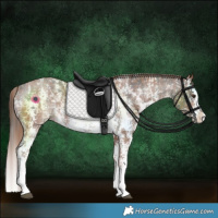 Horse Color:Liver Chestnut Sabino Splash Varnish  and Chestnut Sabino Splash Varnish 