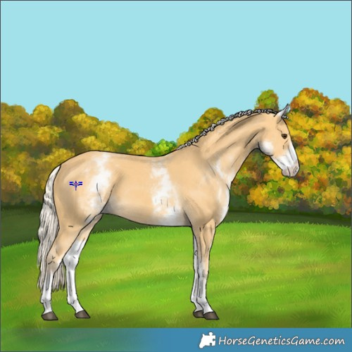 Horse Color:White Spotted Palomino