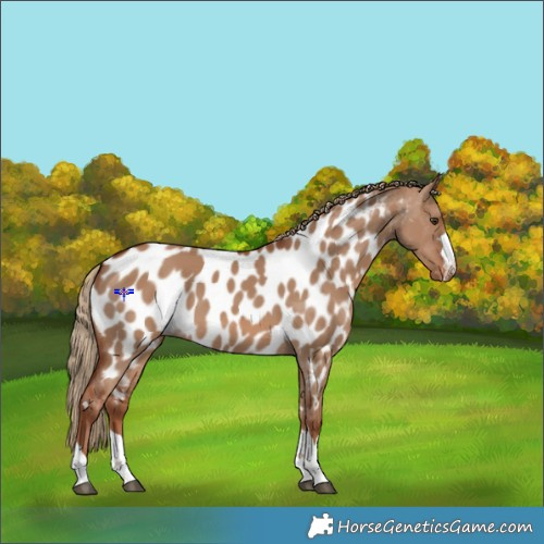 Horse Color:Red Dun Near Leopard 