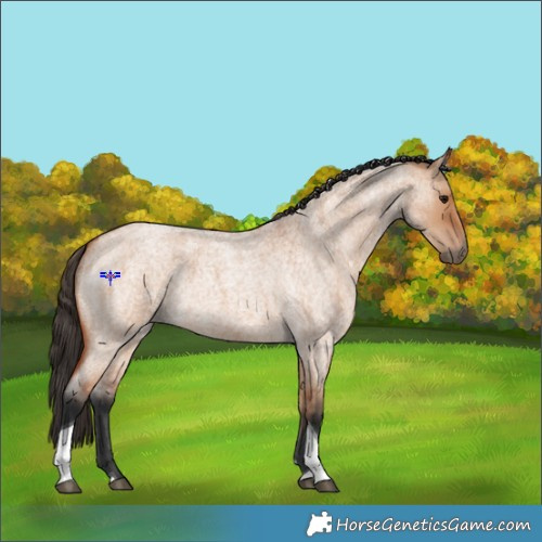 Horse Color:Bay Roan Dun Tobiano 