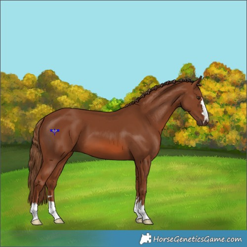 Horse Color:Chestnut 