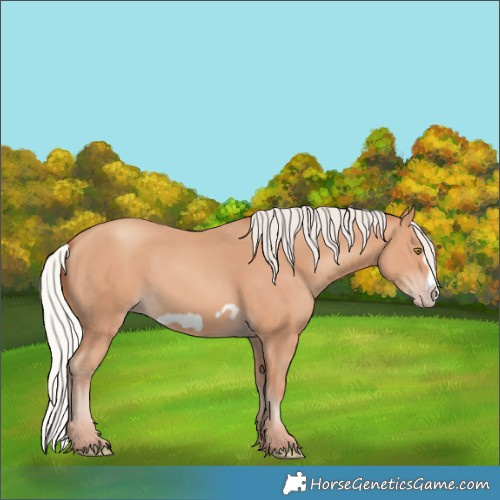 Horse Color:Silver Amber Champagne Frame 
