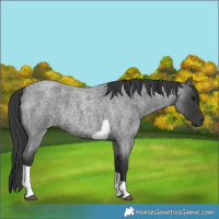Horse Color:Blue Roan Tobiano