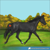 Horse Color:Black 