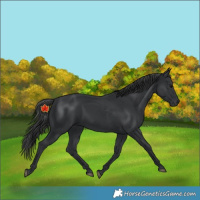 Horse Color:Black 