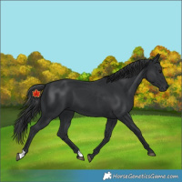 Horse Color:Black 