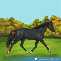 Horse Color:Black 
