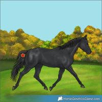 Horse Color:Black 