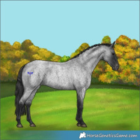 Horse Color:Blue Roan Varnish 