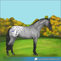 Horse Color:Blue Roan Appaloosa 