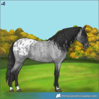 Horse Color:Blue Roan Appaloosa