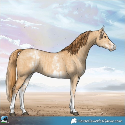 Horse Color:White Spotted Red Dun Rabicano  and White Spotted Red Dun Rabicano 