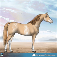 Horse Color:White Spotted Red Dun Rabicano  and White Spotted Red Dun Rabicano 