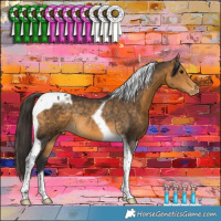 Horse Color:Buckskin Tobiano Appaloosa Rabicano