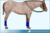 Horse Color:Red Roan 
