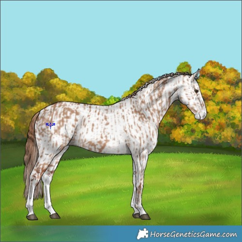 Horse Color:White Spotted Red Dun Rabicano  and White Spotted Red Dun Rabicano 