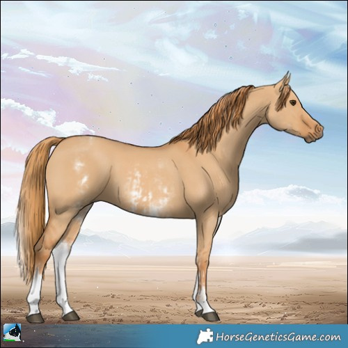 Horse Color:White Spotted Red Dun Rabicano  and White Spotted Red Dun Rabicano 