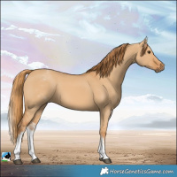 Horse Color:White Spotted Red Dun Rabicano  and White Spotted Red Dun Rabicano 