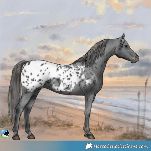 Horse Color:Black Appaloosa