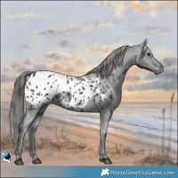 Horse Color:Black Blanket 