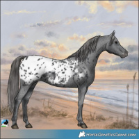Horse Color:Black Appaloosa 