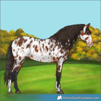Horse Color:Bay Appaloosa  and Bay Frame Appaloosa 