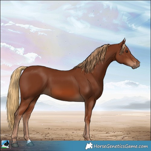Horse Color:Chestnut 