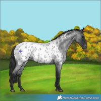 Horse Color:Blue Roan Near Leopard 