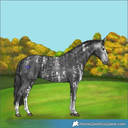 Horse Color:Powder White Gray Black Sabino  and Powder White Black Sabino 