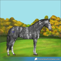 Horse Color:Powder White Gray Black Sabino  and Powder White Black Sabino 