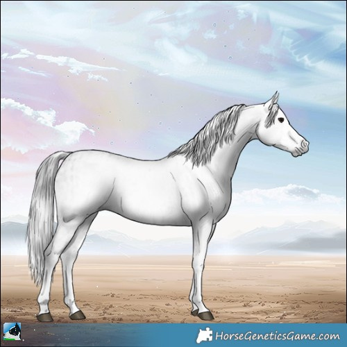 Horse Color:Gray White Spotted Black  and Gray White Spotted Black 
