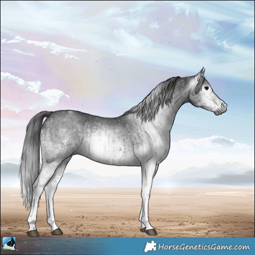Horse Color:Gray White Spotted Black  and Gray White Spotted Black 