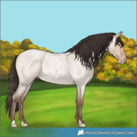 Horse Color:Amber Champagne Roan Dun 