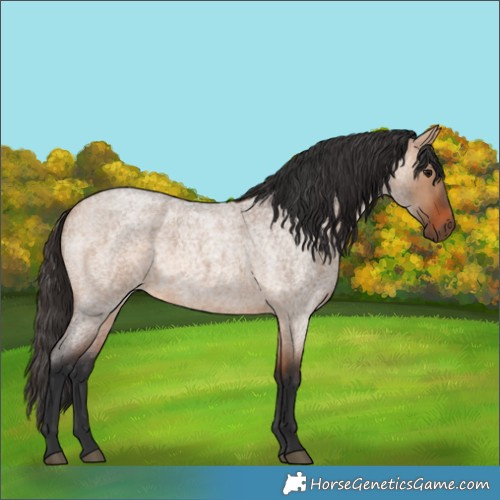 Horse Color:Bay Roan Dun