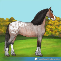 Horse Color:Bay Roan Splash Appaloosa 
