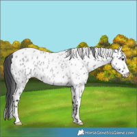 Horse Color:Blue Roan Appaloosa 