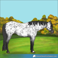 Horse Color:Blue Roan Appaloosa 