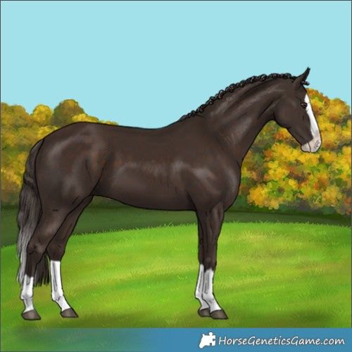 Horse Color:Liver Chestnut Splash 