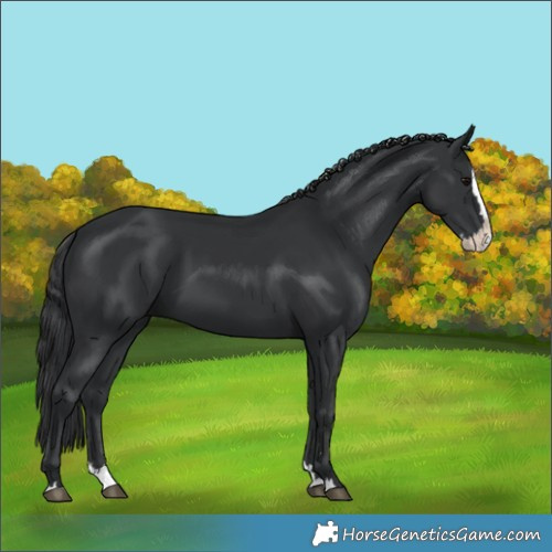 Horse Color:Black Splash