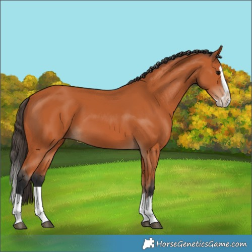 Horse Color:Bay Splash 