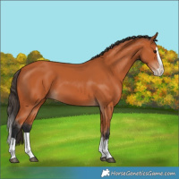Horse Color:Bay Splash 