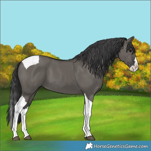 Horse Color:Grullo Splash Tobiano