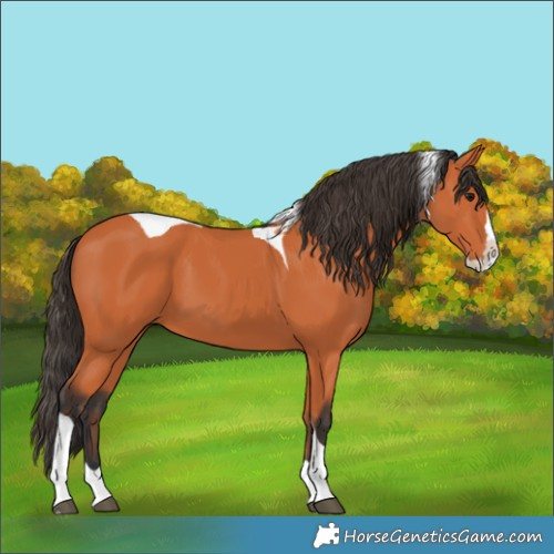 Horse Color:Bay Splash Tobiano