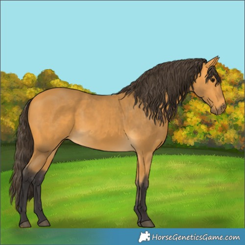 Horse Color:Buckskin