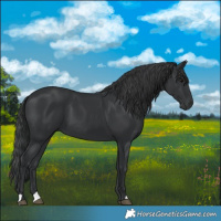 Horse Color:Black 
